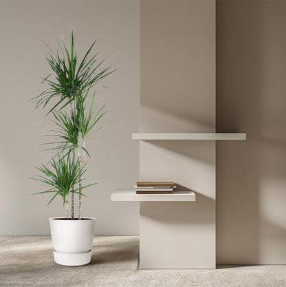 Kamerplant - Dracaena Marginata - Pot Ø 24cm Hoogte ↕ 160cm