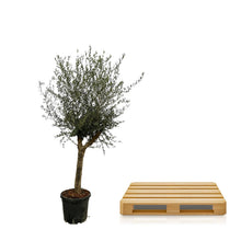 XL plant - Olea europaea - Pot Ø 45cm Hoogte ↕ 200cm