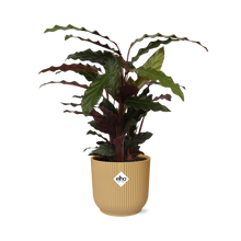 Kamerplant - Calathea Rufibarba 'Tropistar' - Pot Ø 14cm