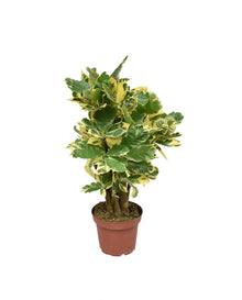Kamerplant - Croton Eburneum - Pot Ø 14cm Hoogte ↕ 50cm