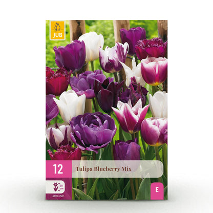 Bloembollen - Tulp Blueberry mix - Diverse kleuren - 12 stuks - Bolmaat 11/12