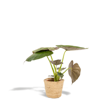 Kamerplant - Alocasia Wentii - Pot Ø 19cm Hoogte ↕ 65cm