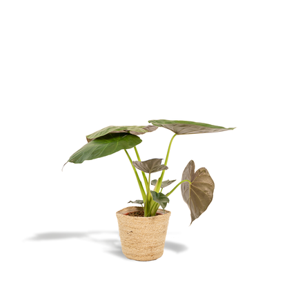 Kamerplant - Alocasia Wentii - Pot Ø 19cm Hoogte ↕ 65cm