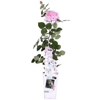 Buitenplant - Rosa Crazy in Love 'Pink' - Roze Roos - Bloeiend - Pot Ø 15cm Hoogte ↕ 65cm
