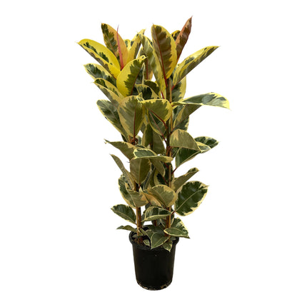 XL kamerplant - Ficus Elastica Tineke struik - Pot Ø 28cm Hoogte ↕ 140cm