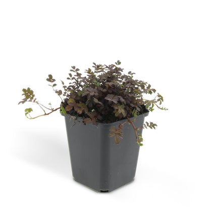 Buitenplant 48x Acaena microphylla 'Kupferteppich' - Bodembedekker - Pot Ø 9cm Hoogte ↕ 10-25cm
