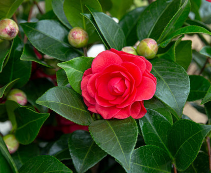 Buitenplant - Camellia japonica 'Black Lace' - Bloeiend - Pot Ø 19cm Hoogte ↕ 65cm