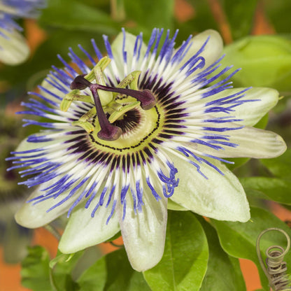 Buitenplant 2x Passiflora caerulea - Bloeiend - Pot Ø 11cm Hoogte ↕ 40cm