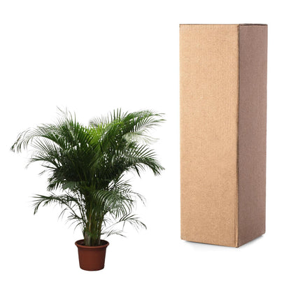Kamerplant - Dypsis Lutescens (Areca Palm) - Hoogte ↕ 12-230cm
