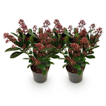 Buitenplant 2x Skimmia japonica Rubella - Winterhard - Pot Ø 10,5cm Hoogte ↕ 25cm