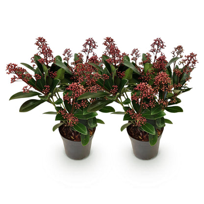 Buitenplant 2x Skimmia japonica Rubella - Winterhard - Pot Ø 10,5cm Hoogte ↕ 25cm