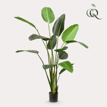 XL Kunstplant - Strelitzia Nicolai Paradijsvogelbloem - Hoogte ↕ 230cm