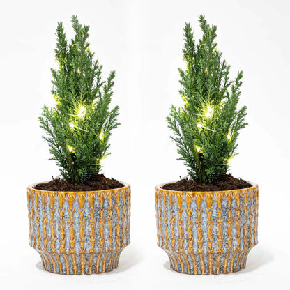 Set van 2 - Kerstboom 'Ellwoodii' + Pot Echo + 20 led lampen - 25 - 30 cm hoog