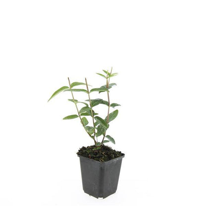 Buitenplant 24x Hypericum inodorum 'Rheingold' - Bloeiend - Pot Ø 9cm Hoogte ↕ 10-25cm