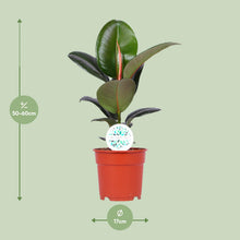Kamerplant - Ficus Elastica Robusta - Pot Ø 17cm Hoogte ↕ 55cm