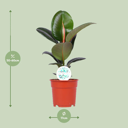 Kamerplant - Ficus Elastica Robusta - Pot Ø 17cm Hoogte ↕ 55cm
