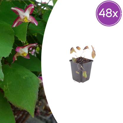 Buitenplant 48x Epimedium rubrum - Pot Ø 9cm Hoogte ↕ 10-25cm