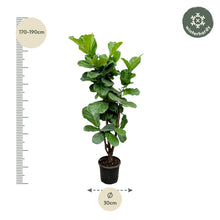 XL kamerplant - Ficus Lyrata vertakt - Pot Ø 24-27cm Hoogte ↕ 150cm
