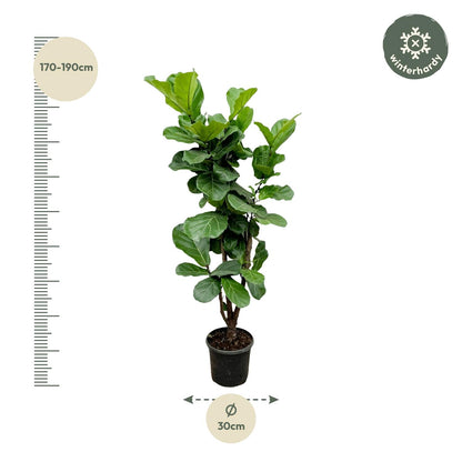 XL kamerplant - Ficus Lyrata vertakt - Pot Ø 24-27cm Hoogte ↕ 150cm