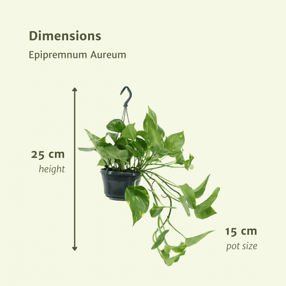 Kamerplant 2x Epipremnum Aureum - Scindapsus - Pot Ø 15cm Hoogte ↕ 25cm