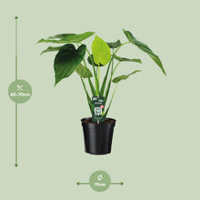 Kamerplant - Alocasia Cucullata - Olifantsoor - Pot Ø 19cm Hoogte ↕ 55cm
