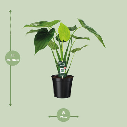 Kamerplant - Alocasia Cucullata - Olifantsoor - Pot Ø 19cm Hoogte ↕ 55cm