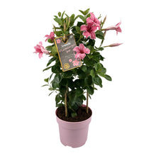 Buitenplant - Mandevilla Sundaville Flamingo Pink In Toren - Pot Ø 17cm Hoogte ↕ 55cm