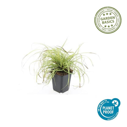 Buitenplant 60x Carex oshim. 'Evergold' - Groenblijvend - Pot Ø 9cm Hoogte ↕ 10-25cm