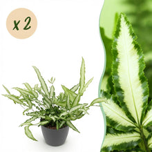 Kamerplant 2x Pteris cretica Albolineata - Lintvaren - Pot Ø 12cm Hoogte ↕ 20cm