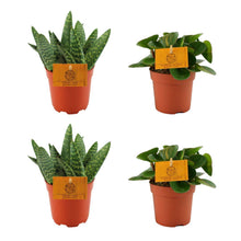 Kamerplant 4x Mix - 2x Aloe Paradisicum + 2x Peperomia Obtipan Green - Pot Ø 10.5cm Hoogte ↕ 10cm