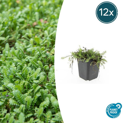 Buitenplant 12x Leptinella squalida - Pot Ø 9cm Hoogte ↕ 10-25cm