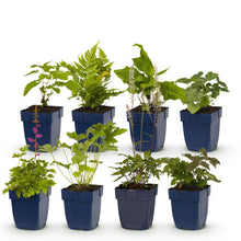 Buitenplant - Borderpakket Schaduw 8 Vaste Planten 1m² - Pot Ø 11cm