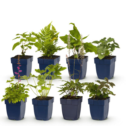 Buitenplant - Borderpakket Schaduw 8 Vaste Planten 1m² - Pot Ø 11cm
