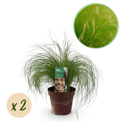 Buitenplant 2x Stipa tenuifolia 'Pony Tails' - Bladhoudend - Pot Ø 17cm Hoogte ↕ 50cm