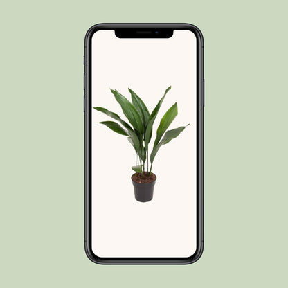 Kamerplant - Aspidistra Elatior - Pot Ø 17cm Hoogte ↕ 70cm