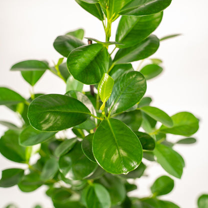Kamerplant - Ficus microcarpa Moclame - Inclusief mand - Pot Ø 21cm Hoogte ↕ 95cm