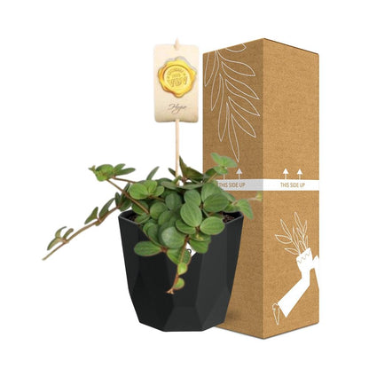 Kamerplant - Peperomia 'Hope' - Pot Ø 14cm