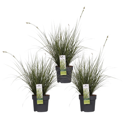 Buitenplant 3x Carex brunnea 'Variegata' - Pot Ø 14cm Hoogte ↕ 30cm