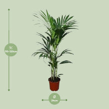 XL kamerplant - Howea Forsteriana - Pot Ø 21cm Hoogte ↕ 120cm
