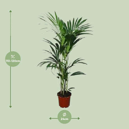 XL kamerplant - Howea Forsteriana - Pot Ø 21cm Hoogte ↕ 120cm