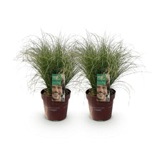 Buitenplant 2x Carex comans 'Frosted Curls' - Bladhoudend - Pot Ø 17cm Hoogte ↕ 50cm