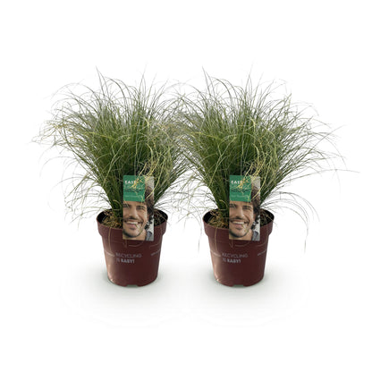 Buitenplant 2x Carex comans 'Frosted Curls' - Bladhoudend - Pot Ø 17cm Hoogte ↕ 50cm