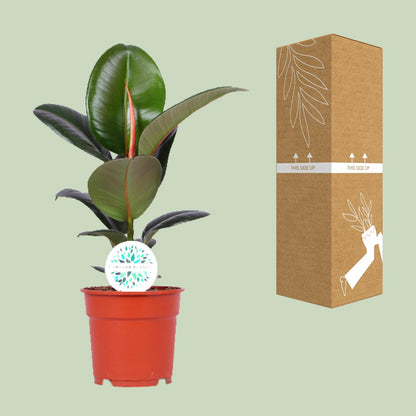 Kamerplant - Ficus Elastica Robusta - Pot Ø 17cm Hoogte ↕ 55cm