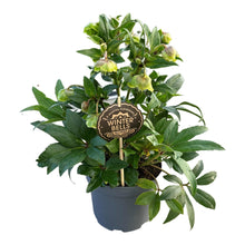 Buitenplant - Helleborus Winterbells - Bloeiend - Pot Ø 17cm Hoogte ↕ 45cm