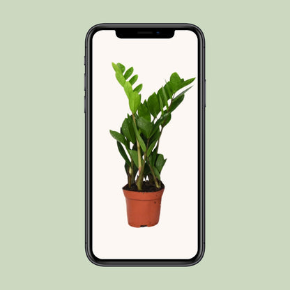 Kamerplant - Zamioculcas Zamiifolia - Pot Ø 12cm Hoogte ↕ 40cm
