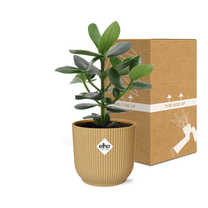Kamerplant - Clusia Princess - Pot Ø 14cm