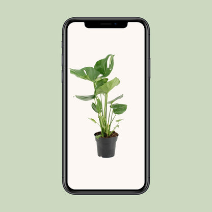 Kamerplant - Monstera Deliciosa - Pot Ø 17cm Hoogte ↕ 60cm