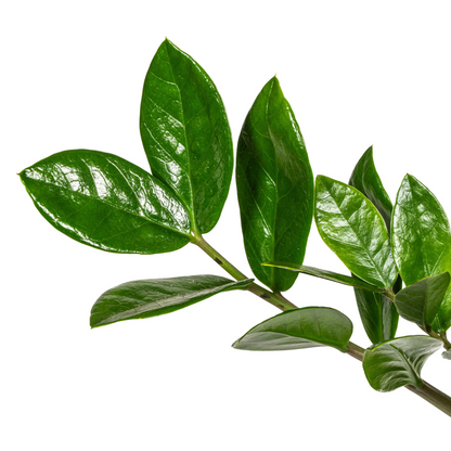 Kamerplant - Zamioculcas Zamiifolia - Pot Ø 17cm Hoogte ↕ 40-50cm