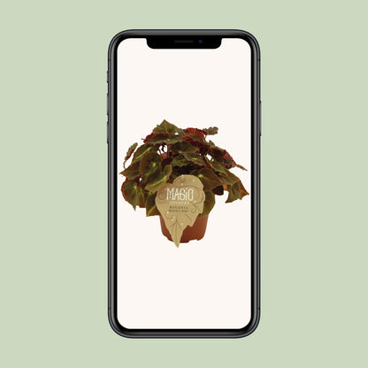 Kamerplant - Begonia Rex 'Montuno' - Pot Ø 12cm Hoogte ↕ 25cm