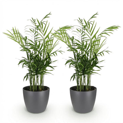 Kamerplant 2x Chamaedorea elegans - Goudpalm - Pot Ø 12cm Hoogte ↕ 15cm